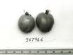 Click for 1 image(s) for this accession. FRUIT